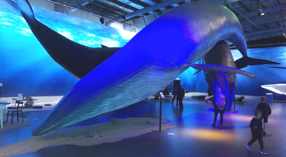 la ballena azul