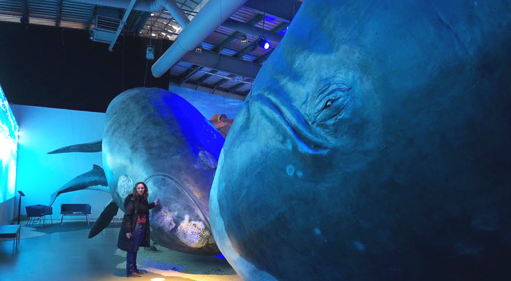 la ballena de Groenlandia y la ballena franca 