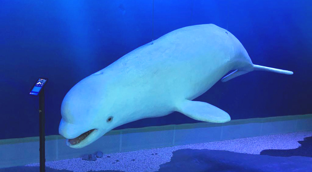 La ballena beluga