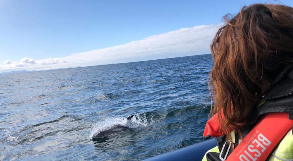 Delfines en Reykjavik